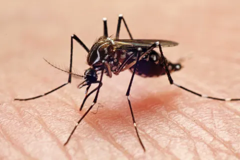 La UBA comenzó a producir repelente contra el dengue y el zika El mosquito del dengue es, también, el transmisor del virus zika