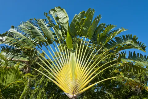 Palma del viajero: la planta tendencia que aportará un toque tropical a tu jardín Los tallos de la Palma del Viajero pueden almacenar hasta medio litro de agua en su interior