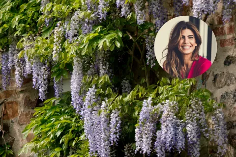 Juliana Awada tiene la planta trepadora tendencia que es ideal para poner en una galería Armado con foto de glicina y Juliana Awada.