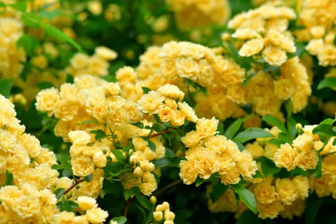 La planta trepadora con flores que se cuida sola y es ideal para tener en casa Las rosas banksiae fueron introducidas en Occidente desde China a principios del siglo 19