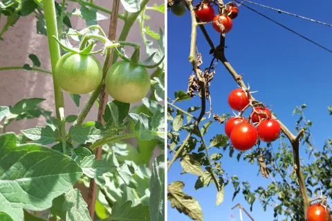 Tres plantas ideales para sembrar en enero y disfrutar de frutos y flores Cuando los frutos aparecen y ganan volumen es momento de prestar atención para tutorear la planta y que no pesen las ramas.
