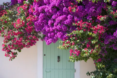 5 plantas trepadoras ideales para decorar patios o balcones Plantas trepadoras