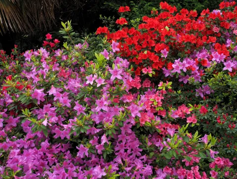 La planta que vale la pena cuidar por su espectacular floración Cuando recibe los cuidados adecuados, esta planta ofrece una impactante floración