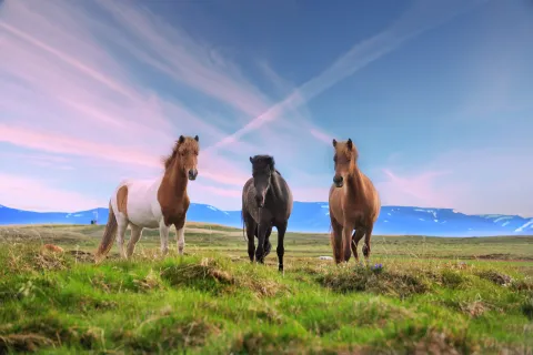 Test de personalidad: según el caballo que elijas, descubrirás un talento oculto caballos en un campo