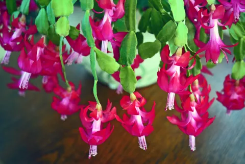Cactus de Navidad: cómo cuidar esta exótica planta tendencia El cactus de Navidad es una planta que proviene de Brasil