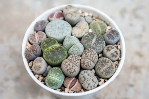 Parecen piedras, pero son suculentas: las plantas que marcan tendencia en redes De formas y colores increíbles, los lithops se camuflan con el reino mineral.
