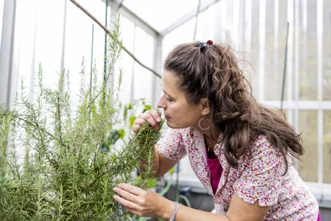 3 plantas fáciles de cuidar que elevan las vibraciones de tu casa, según el feng shui La ruda y el romero aportan bienestar y cuidan la energía de la casa.