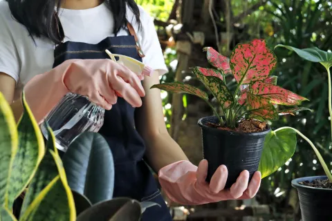3 plantas de color rosa fáciles de cuidar ideales para decorar tu casa Para cuidar tus plantas es necesario que cuenten con suelos bien drenados y la luz justa y necesaria.