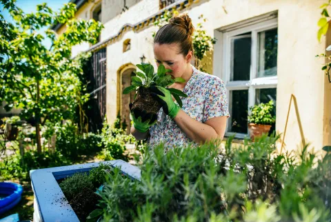 Buenas, bonitas y baratas: 5 plantas ideales para decorar tu jardín De bajo costo y mantenimiento, estas cinco plantas te van a ayudar a diseñar el espacio fresco y colorido que estás necesitando.