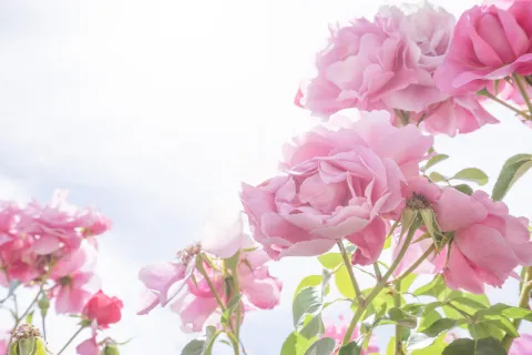 La regla de las 5 hojas para que tu planta de rosas explote de flores Rosales