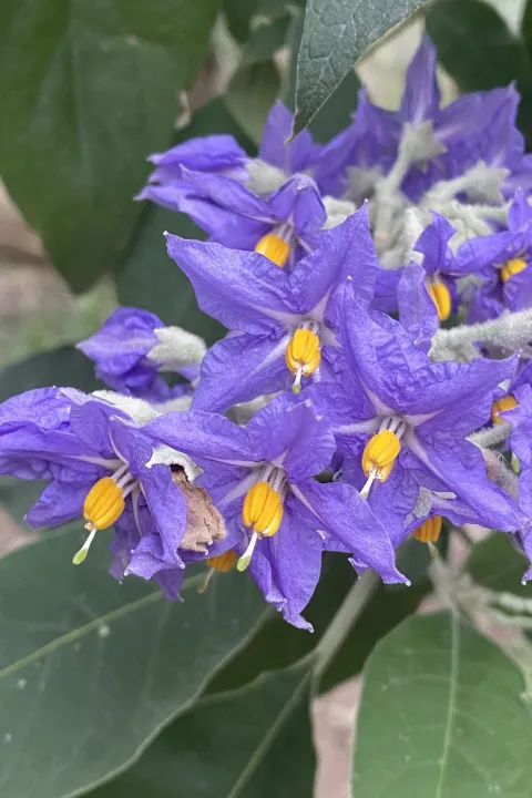 Fumo bravo: ¿por qué tenés que cultivar este árbol en tu casa? Entre agosto y marzo, el fumo bravo florece y es un espectáculo.