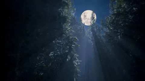 Una luna llena entre la copa de los árboles nocturnos.