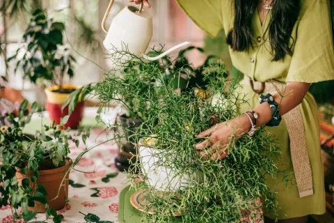 5 plantas a prueba de todo: requieren poco cuidado y crecen rápido 5 plantas para purificar el ambiente y cargar de frescura natural tu casa.