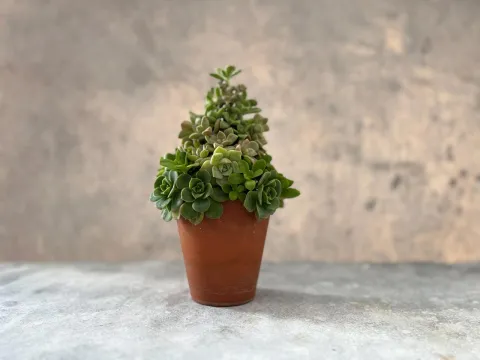 Cómo hacer un árbol de Navidad con suculentas Cómo hacer un árbol de Navidad con suculentas