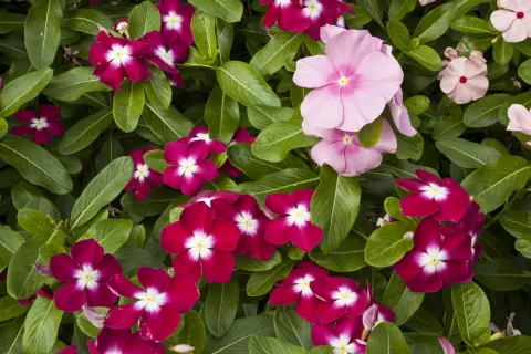 Ni petunias ni geranios: descubrí la planta que florece todo el año alegría del hogar