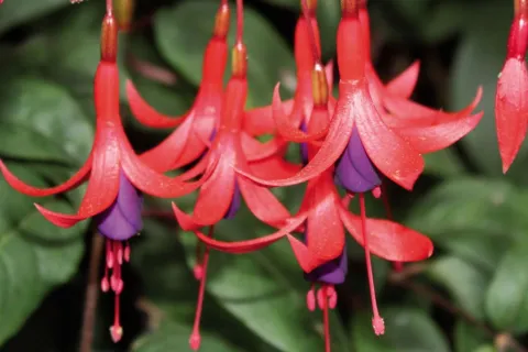 Aljabas: los secretos de las flores que parecen joyas Tienen todo para ser las más bellas y elegantes: las aljabas son una fiesta de colores intensos, formas sofisticadas y detalles.