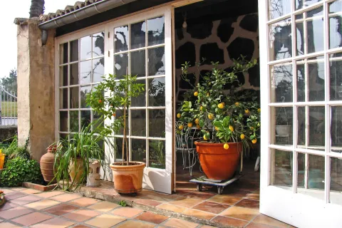 6 árboles que podés tener en un patio de pocos metros Grandes ideas para lugares pequeños: hay frutales que se llevan muy bien en macetas, y no son los único árboles que no requieren enraizar en suelo.