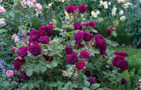 burgundy-iceberg-rose-abre.jpg