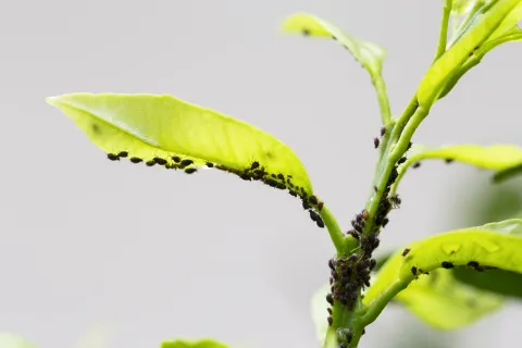 Cómo combatir las hormigas sin usar químicos para evitar que coman tus plantas Foto de planta con hormigas.
