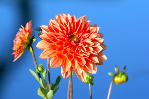 La planta estrella del verano: tiene colores deslumbrantes y es fácil de cuidar Dalia