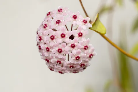 Flor de cera: una suculenta fascinante y fácil de cuidar Flor de cera: cuidados y características.