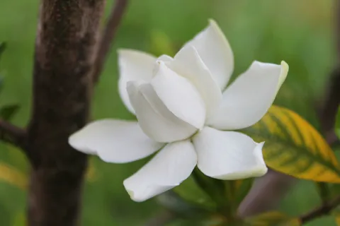 Jazmín: ¿cómo cuidarlo de las 7 plagas para que tu planta esté siempre sana? Los jazmines son flores muy codiciadas: unas reinas que deben tener buenas defensas para defenderse de los ataque externos.