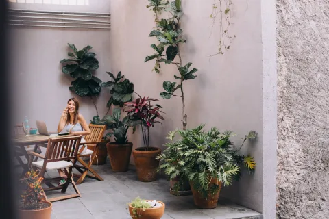 5 plantas XL que son tendencia en decoración de exteriores: necesitan poco cuidado y siempre están lindas plantas deco fáciles de cuidar