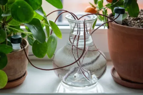 Cómo lograr que sus plantas se autorrieguen durante las vacaciones autorriego de plantas