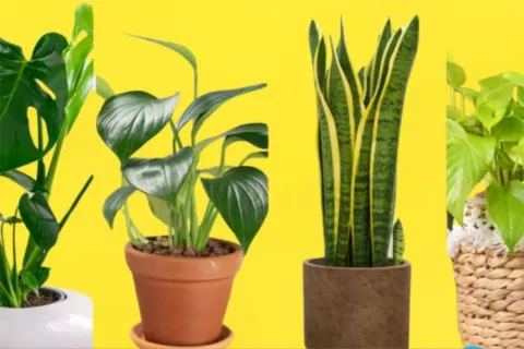 Test visual: elegí una planta y descubrí detalles de tu personalidad test-visual-plantas-1.jpg