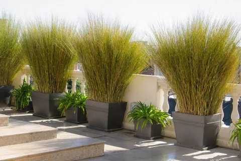 7 plantas que resisten todo el año, ideales para balcones y terrazas altas Las suculentas no son la única opción para cultivar en espacios ventosos, fijate qué buenas opciones dan las gramíneas.