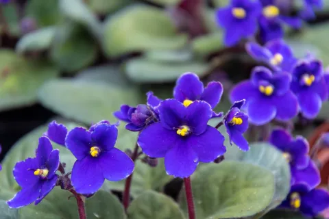 La planta de interior que tiene flores violetas durante todo el año: es simple de cuidar Originaria de Kenia, la violeta africana es amante de la luz indirecta y de los ambientes húmedos.