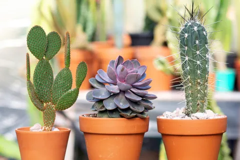 Las 6 mentiras sobre cactus y suculentas que no deberías creer Atenti, que no todo lo que se dice es cierto sobre estas plantitas que están tan de moda.