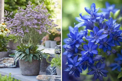 Jardinería: las 5 flores violetas que transformarán tu jardín sin gastar mucho Tener un jardín con flores violetas hará que tu casa se vea más elegante