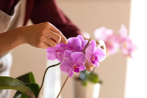 6 claves para cuidar tus orquídeas y tenerlas siempre radiantes Hay que manejar las flores de la orquídea con mucha delicadeza y evitar que les de viento.