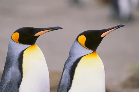 ¿Qué animales se emparejan de por vida? dos pingüinos