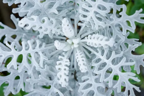 Plantas grises para sumar en tu patio o tu balcón: son elegantes y fáciles de cuidar planta gris