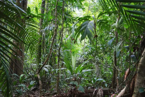 Ni playa ni sierras: 6 bosques cerca de la ciudad de Buenos Aires para una escapada en familia Reserva ecológica