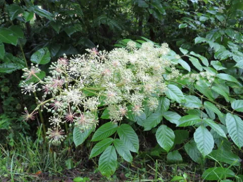 La planta ideal para tu patio: transforma espacios con su elegancia y frescura Aralia cordata