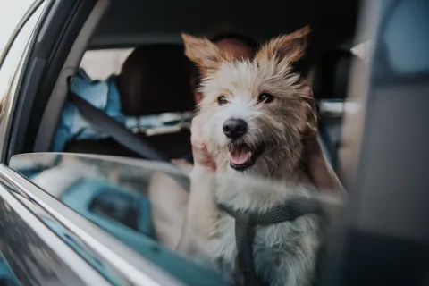 Día del Animal: ¿por qué se conmemora cada 29 de abril? Un perro mirando por la ventanilla de un auto.