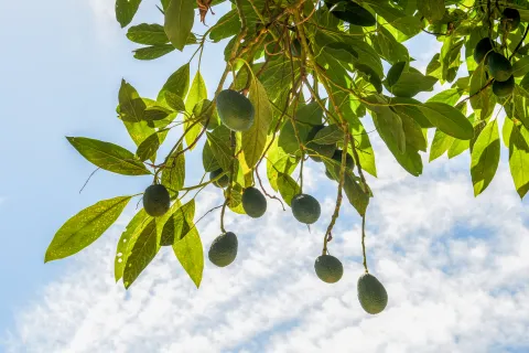 Cómo cultivar un árbol de palta en tu patio en casa y no esperar muchos años para que dé frutos Cómo cultivar un árbol de palta en tu patio
