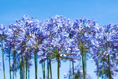Dos formas fáciles de reproducir agapanthus Agapanthus