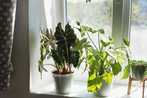 Las 5 plantas que no hay que tener en casa porque traen mala suerte, según el feng shui El feng shui da una guía de cuáles plantas tener en casa y cuáles no.