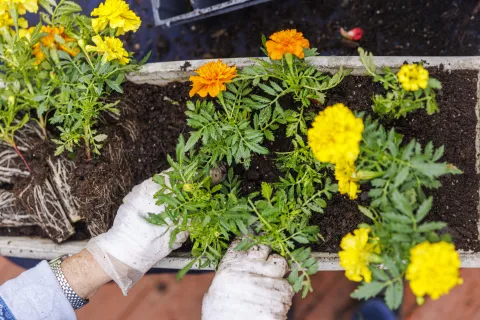 Estas son las plantas de fácil mantenimiento para canteros maceta con flores
