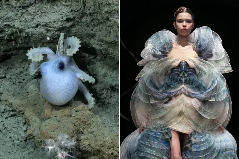Streaming desde el fondo del mar: la comparación de especies con looks de desfiles que es viral Streaming del Conicet desde el fondo del mar: la comparación de especies con looks de desfiles que es viral.
