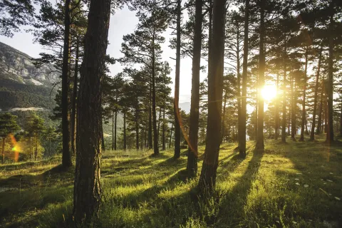 Día del árbol en la Argentina: ¿por qué se celebra hoy, 29 de agosto? Bosque de árboles