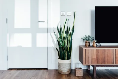 Lengua de suegra: una planta con grandes poderes energéticos, según una experta La Lengua de suegra necesita riego moderado, regular y sin encharcamiento.