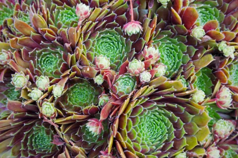 Para qué sirve la planta siempre viva y cómo se llama en la Argentina Para qué sirve la planta siempre viva y cómo se llama en la Argentina.