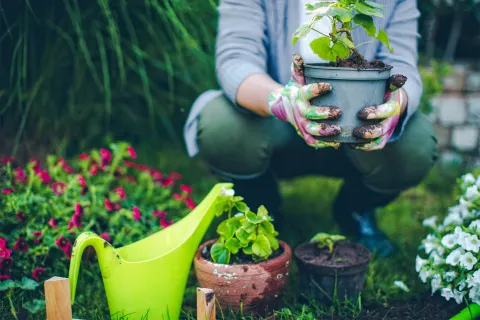 8 ideas: qué plantar en septiembre para recibir el verano 8 ideas: qué plantar en septiembre para recibir el verano.