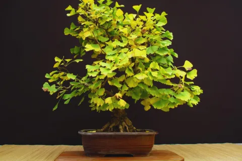 El árbol perfecto para sumar sombra a balcones y terrazas de pocos metros Foto de Ginkgo biloba en maceta