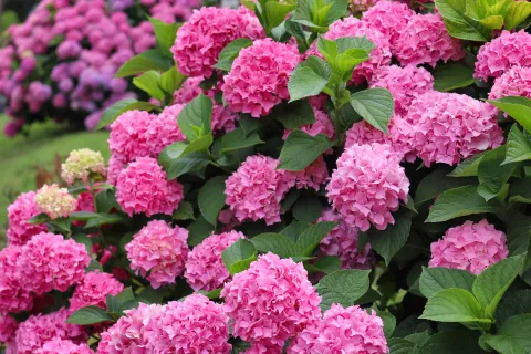 Dónde colocar la hortensia para atraer comprensión y serenidad La hortensia es una planta que, además de su belleza ornamental, se asocia en el imaginario popular con la armonía emocional, la comprensión y la serenidad.